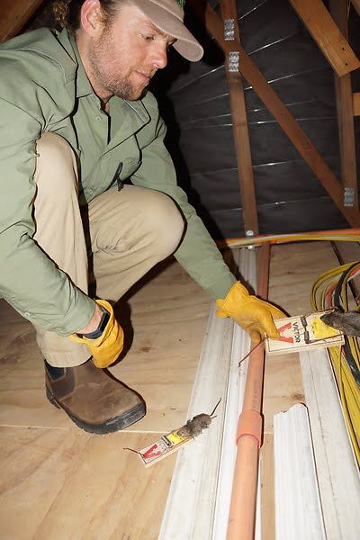 rodent trapping